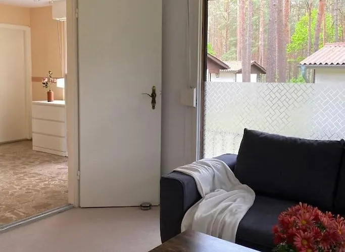 Im Kiefernwald Direkt An Der Ostsee